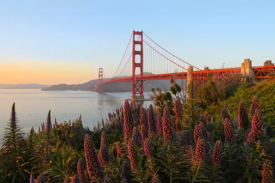 金门大桥(Golden Gate Bridge)以鲜花为背景拍摄.